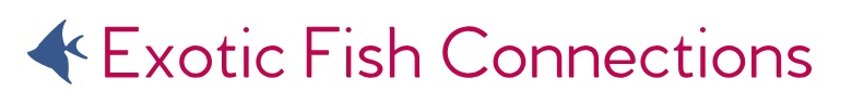 Exotic Fish Connections