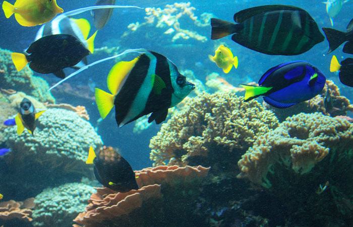 Aquarium – Exotic Fish Connections